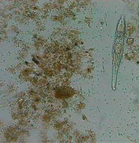 廢水回用系統要如何防治反滲透膜的生物污染?